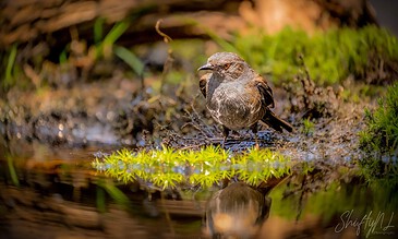 1. Small brown bird perched at water's edge with vibrant greenery and reflection, in a natural outdoor setting.