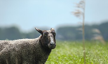 lovely sheep