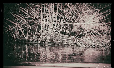 1. Two ducks resting on a reed-lined waterbank, surrounded by tall grass, captured in a sepia-toned photograph.