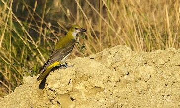 mud working golden oriole