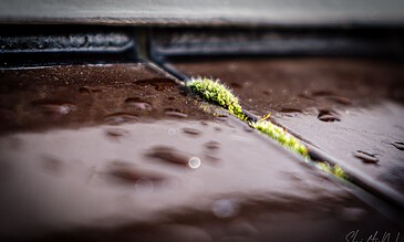 1. Close-up of a tiny green moss growing between wet brown wooden planks with water droplets, showcasing macro nature photography.