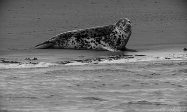 1. Seal resting on the sandy beach with water in the foreground, black and white photography capturing marine wildlife in their natural habitat.