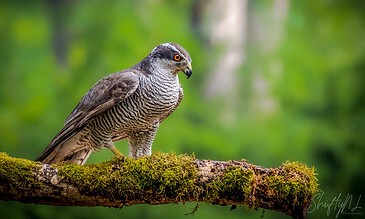 A fierce-looking hawk perched on a moss-covered branch in a lush green forest background, showcasing detailed feathers and intense orange eyes.