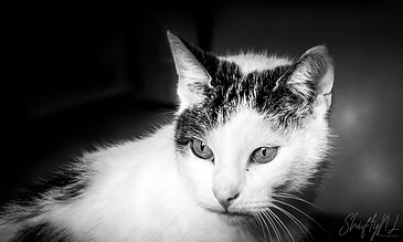 1. Close-up black and white photo of a cat with striking eyes and detailed fur, showcasing the beauty of feline expression.