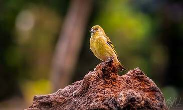 Vibrant yellow bird perched on a textured tree stump with blurred green and brown background, capturing stunning nature photography.