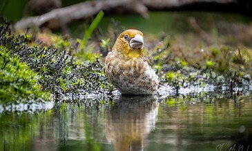 A baby bird with a large beak sitting calmly at the water's edge in a lush green environment.
