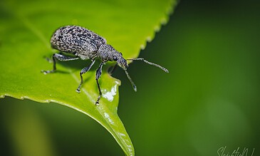 small beatle on a green leave