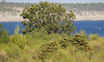 some bush with the sea in the background