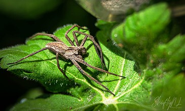 spider warming up