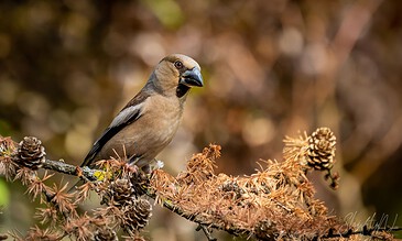 1. A hawfinch perched on a pine branch with pinecones, showcasing detailed feathers and a focused gaze in a natural autumn setting.