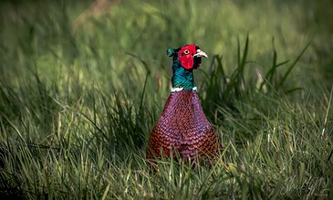 Colorful pheasant in lush green grass, showcasing vibrant feathers and striking unique features.