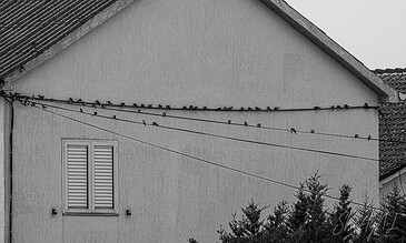 swallows having their morning rituals