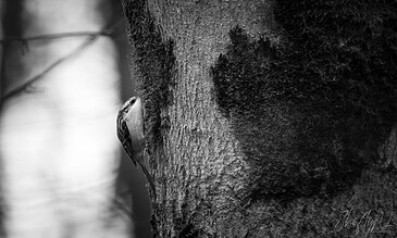A detailed black and white image of a treecreeper perched on a textured tree trunk, capturing a moment of nature's beauty and wildlife photography excellence.