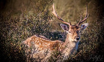 Majestic stag with antlers exploring in natural woodland setting, captured in a stunning wildlife photograph.