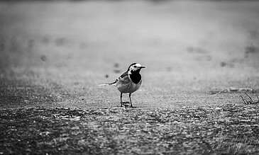 wagtail just standing there