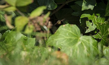 wasp leaving its nest