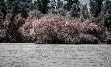 Vivid springtime scene of blooming cherry blossom trees along a riverbank with water reflections, captured in a professional nature photography style.