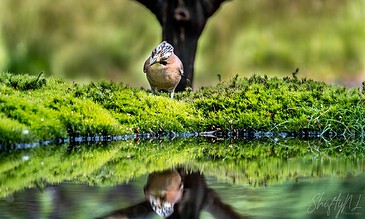 A small bird perched on lush green moss beside a body of water, with a blurred dark tree trunk in the background, showcasing serene wildlife in nature.