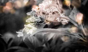 Soft focus image of delicate white flowers with muted background, capturing natural beauty and elegance for floral photography lovers.