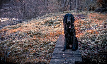 1. Black dog sitting on a wooden path in an autumn forest during sunset, capturing a peaceful moment in nature.