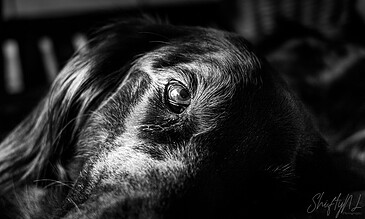 1. Close-up of a black and white dog lying down, showcasing detailed fur and soulful eyes, capturing a moment of calm and introspection.
