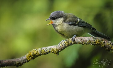 young great tit