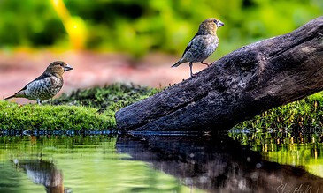 1. Two hawfinches perched on a log near a calm water body with lush green background, captured in vibrant natural light.