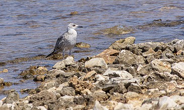 young seagull enjoying the cool water