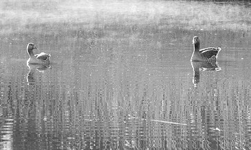 1. Two ducks floating on calm water in a serene natural setting, captured in black and white for a timeless aesthetic.