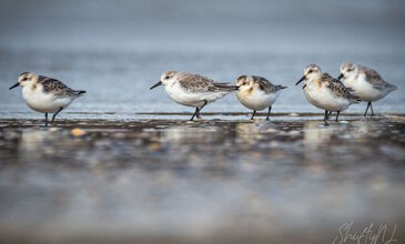 2. A serene scene of five shorebirds wading and resting along the shoreline, showcasing wildlife photography. 1. Group of small shorebirds standing on wet sand near water's edge, captured in natural light.