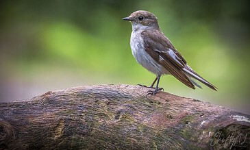 a european pied flycatcher standing proud on a log