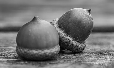 Macro Photography Portfolio – ShiftyNL Photography, Close-up of two acorns on a wooden surface in black and white, highlighting textures and natural details.