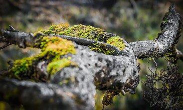 Close-up of moss-covered tree branch showcasing vibrant green moss contrasting with dark, weathered wood. Lush green moss growing on a fallen tree branch in a vibrant forest setting, capturing nature’s delicate details and textures.