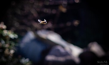 A stunning macro shot showcasing a hover fly hovering in the air with a bokeh effect background, emphasizing nature's beauty and tiny creatures. A close-up of a hover fly in mid-flight against a dark, blurred background, capturing the intricate details of the bee's wings and body.