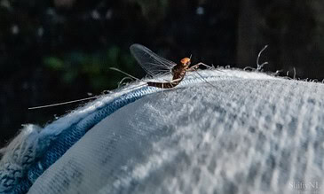 A close-up of a mayfly resting on a light-colored fabric surface during nighttime, showcasing intricate wing details and delicate features in a natural outdoor setting.