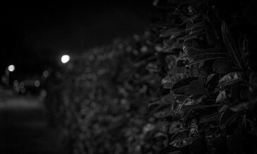 Nighttime photograph highlighting street lighting and dense leaves for a peaceful, atmospheric outdoor shot. Dark night scene with illuminated street lights and lush foliage on the right, capturing serene, moody ambiance and natural beauty in black and white.