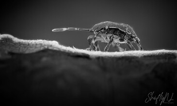 Close-up of a small insect on a leaf in black and white, emphasizing fine details and textures in a dramatic, artistic style. A detailed black and white macro shot of a tiny insect crawling on a textured leaf surface, highlighting intricate body features and delicate legs.