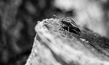 1. Close-up black and white photograph of a detailed insect crawling on a textured tree bark.