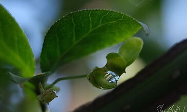 Close-up of a dew-covered leaf with a droplet hanging from it, highlighting nature's delicate and refreshing moments. Vibrant green leaves with water droplets on a tree branch, capturing the beauty of nature and intricate leaf details.