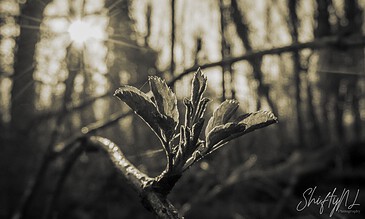 1. Close-up of a budding plant in a forest, backlit by sunlight through trees, captured in black and white for dramatic contrast and detail.