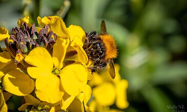 1. Close-up of a bee collecting nectar from vibrant yellow flowers in a lush garden scene.