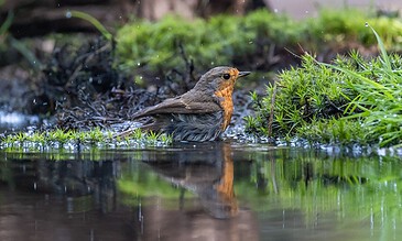 Close-up of a bird in a water habitat, highlighting natural wildlife photography with vibrant greenery and reflections for stunning visual storytelling. A small bird bathing in a natural water setting surrounded by lush green moss and plants, capturing a peaceful and vivid wildlife moment.