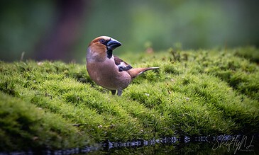 2. A stunning shot of a chaffinch bird standing on lush moss, showcasing its colorful feathers and peaceful environment in nature. 1. Close-up of a chaffinch bird perched on mossy ground with blurred green background, capturing vibrant feather details and natural habitat.
