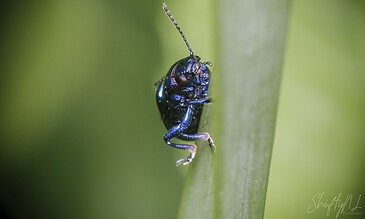 being blue