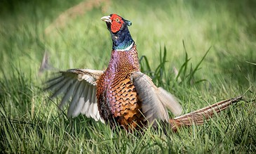 A colorful pheasant with expanded wings standing on grassy terrain, highlighting its intricate feather patterns and vibrant hues in a scenic, natural environment. Vibrant male pheasant stretching its wings amidst lush green grass, showcasing striking plumage and vivid colors in a natural outdoor setting.