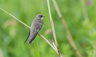 Beautiful bird photograph showcasing a small, brown songbird perched on a reed amidst vibrant greenery. My Portfolios – Moments Captured in Images, Small brown bird perched on a reed among lush green grasses, captured in a natural setting.