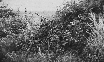 A vintage bicycle entangled in overgrown bushes, creating a nostalgic and forgotten scene in black and white.