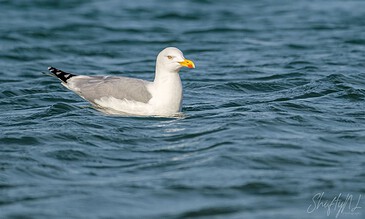 1. Seagull floating calmly on ocean waves, highlighting tranquil marine wildlife photography for nature lovers.