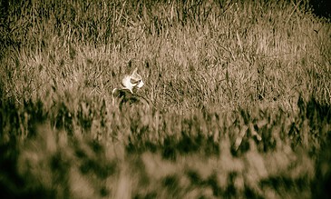 A majestic cat resting quietly in tall grass, captured in a serene outdoor setting, showcasing nature and feline beauty.