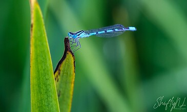 1. Close-up of a blue damselfly perched on a green leaf with a blurred green background.